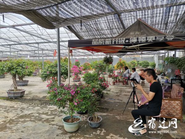 |手机变身“新农具” 直播变成“新农活”，宿迁直播电商为“电商名城”加油助跑！