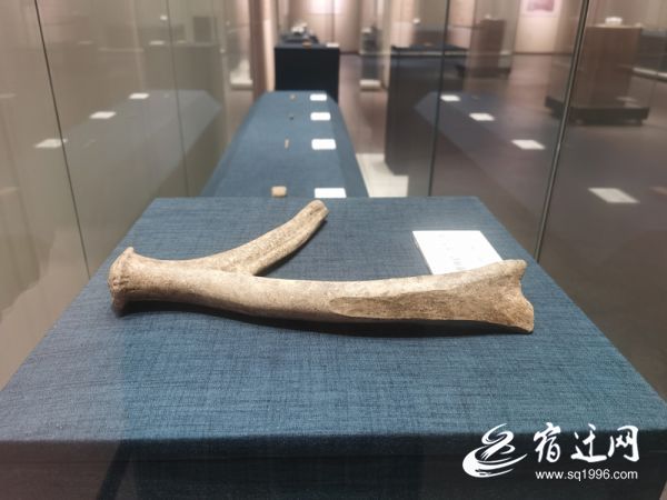 |沭阳县博物馆：触摸最美的历史图景