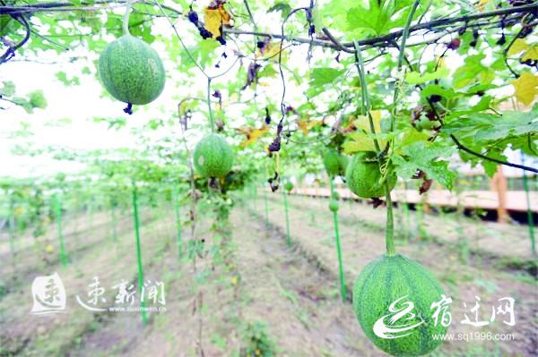 |2020年宿迁现代农业种养模式成本收益调查结果出炉