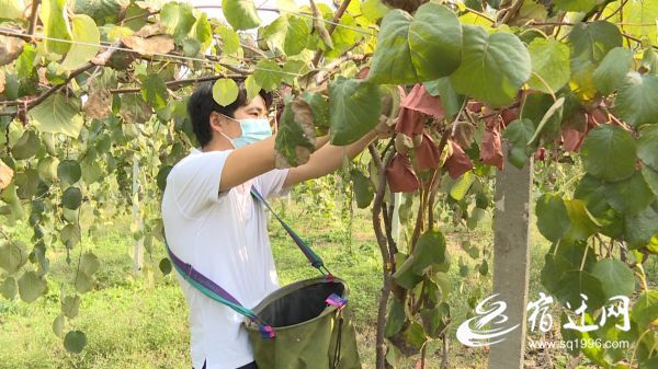 |4年等待 宿豫猕猴桃树结出“致富果”