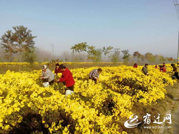 |强村富民兴产业！泗阳穿城这样发挥党建引领作用