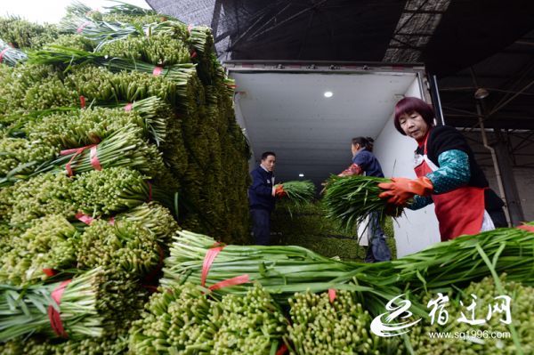 |宿迁：阴雨连绵 “菜篮子”供应充足