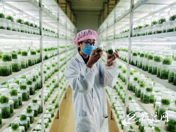 |泗阳来安：一片叶子繁育成100万株花卉，带动一方产业