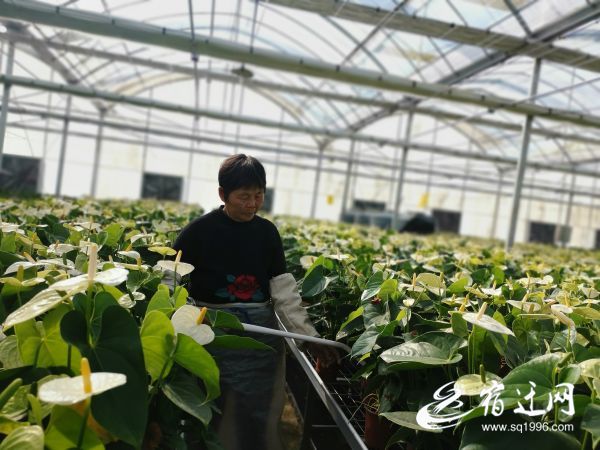 |泗阳来安：一片叶子繁育成100万株花卉，带动一方产业