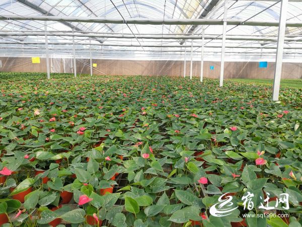 |泗阳来安：一片叶子繁育成100万株花卉，带动一方产业