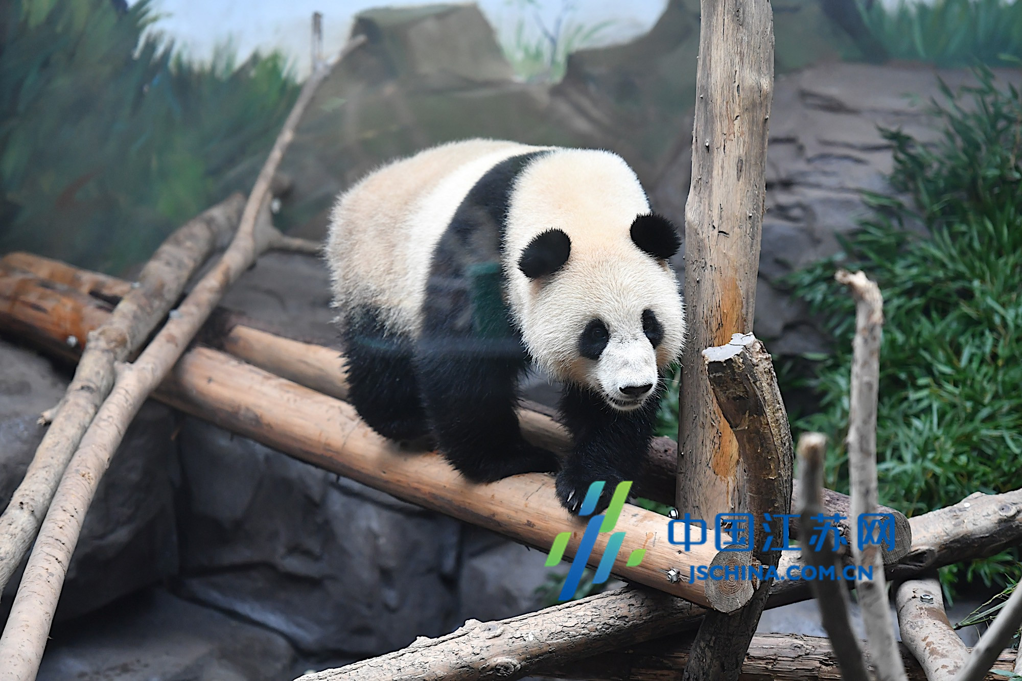 大熊猫平平来南京啦