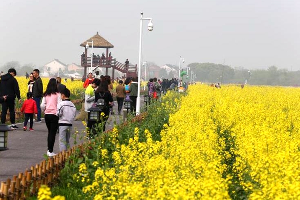 相城望亭万亩油菜花竞相绽放 北太湖文化旅游节激情开启