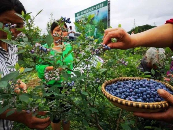 蓝莓|伲相城“蓝莓哥”登上《人民日报》啦！