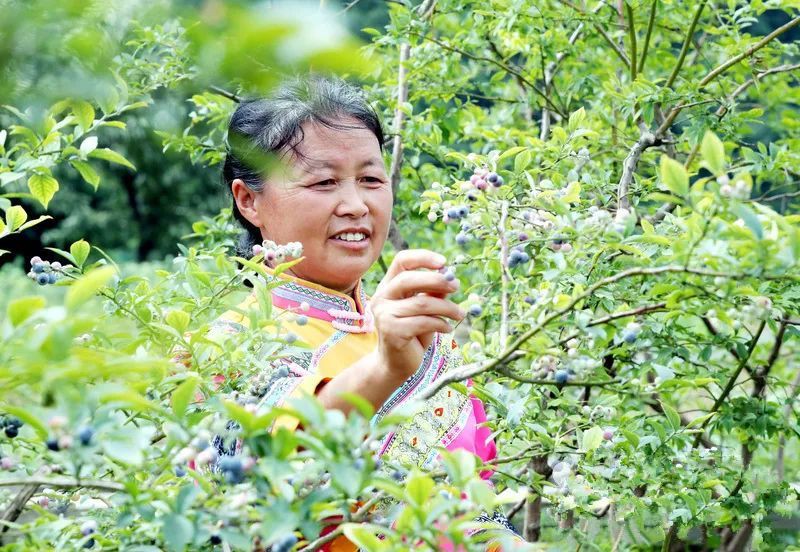 蓝莓|伲相城“蓝莓哥”登上《人民日报》啦！