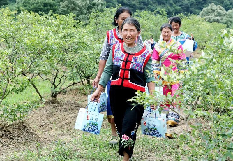 蓝莓|伲相城“蓝莓哥”登上《人民日报》啦！