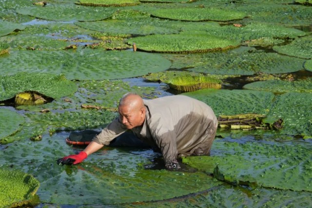 香气浓郁、口感软糯！苏州人的八b体育月限定美食来了(图5)