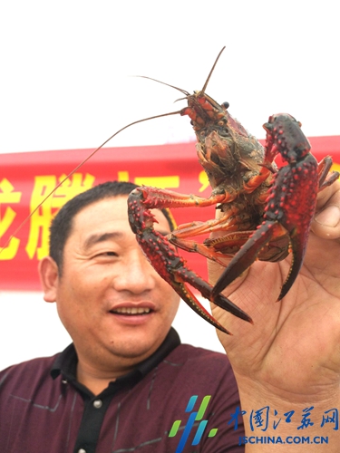 兴化龙腾评选公龙虾3.2两称王母龙虾3.4两称后