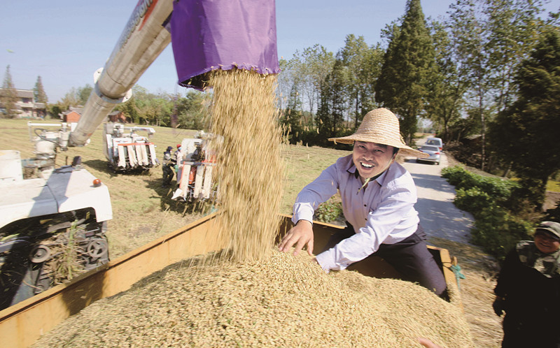 泰州市水稻进入大面积收割阶段