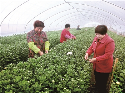 「」唐庄东篱菊花开出别样风情