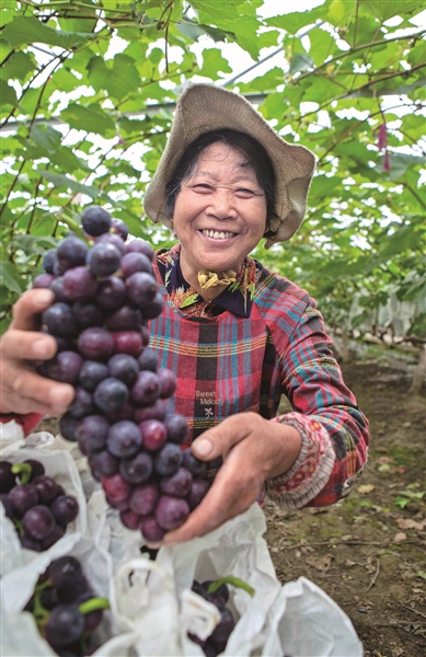 |千亩葡萄园进入采摘期