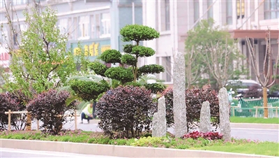 |扬州路绿化提档升级改造完成