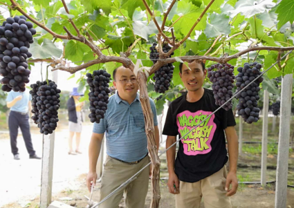 “苏北科技专项”项目助力新沂农业产业升级