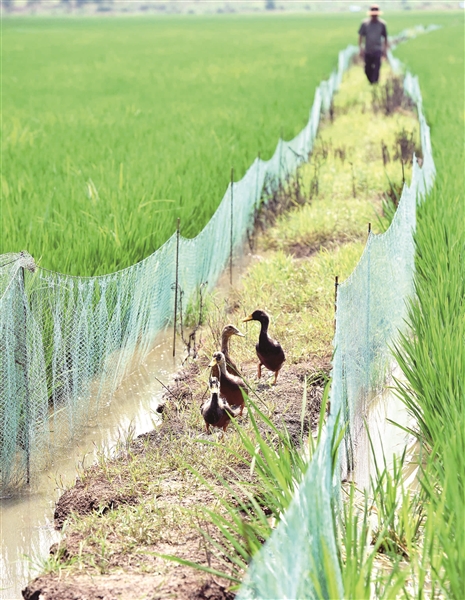 |稻鸭共作 闯出生态种养新路