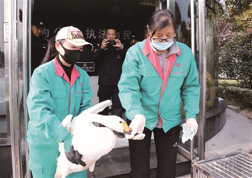 |小天鹅迁移掉落云龙湖 已送往徐州市野生动物救护中心救治