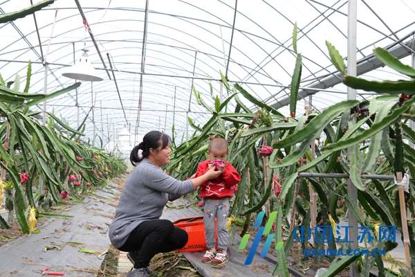 建湖县高作镇:火龙果红火了采摘园