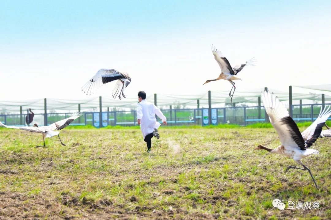 |一起来看鹤宝宝学飞行