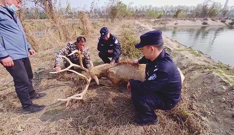 |落单麋鹿滑入鱼塘 警民联手紧急救援