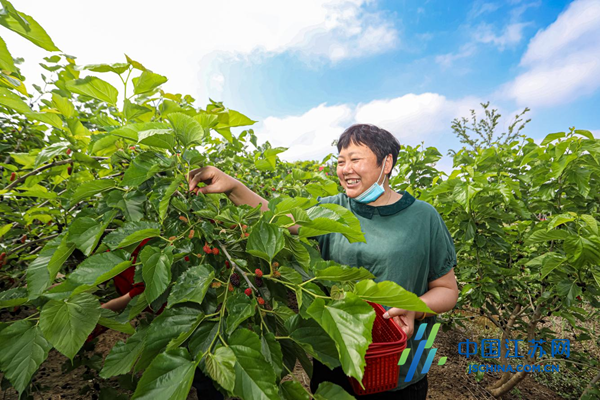 开云 开云体育第二届射阳·特庸桑蚕文化节暨“双招双引”推介会举行(图5)