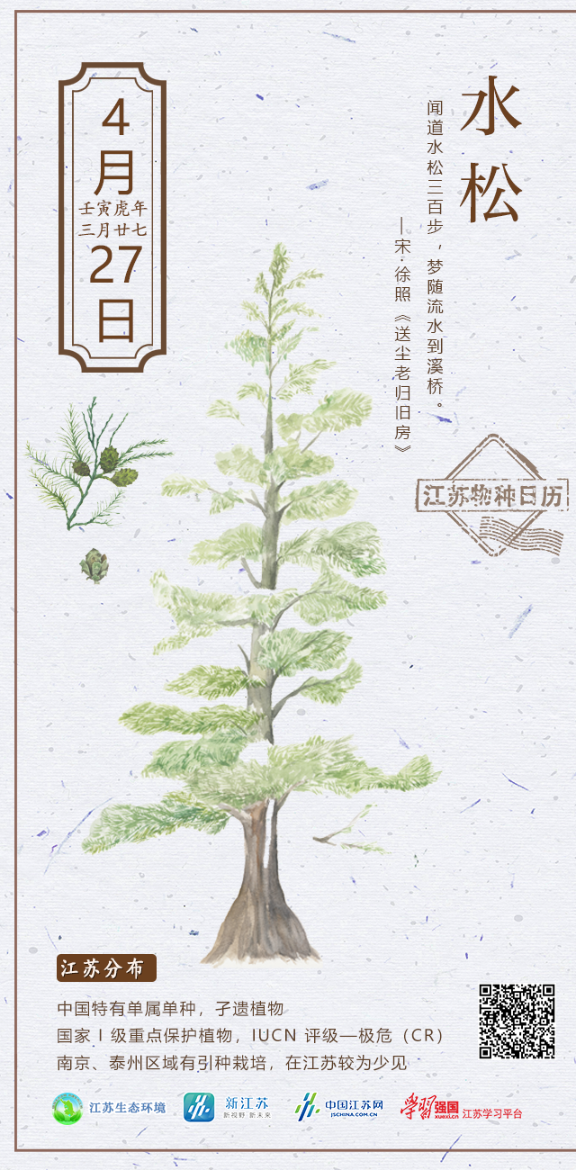 江苏物种日历︱水松：闻道水松三百步，梦随流水到溪桥_中国江苏网