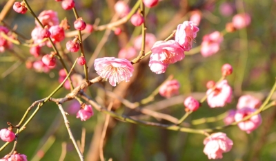 花儿绽放，点缀古城风光惠宇摄