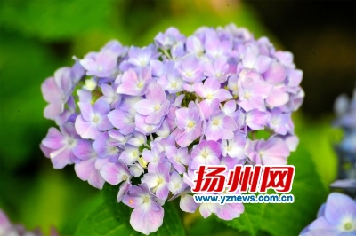 蜀冈30种彩色绣球花陆续盛开 土壤酸碱度决定颜色