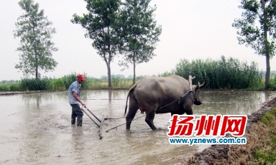 从水牛背下卸下工具