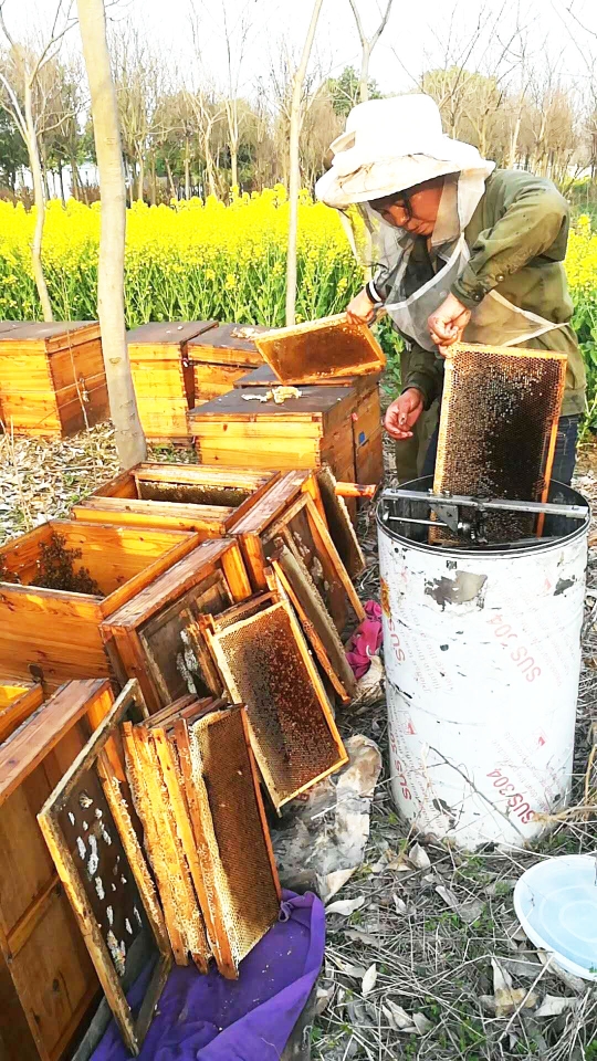 []一场桃花雪，伤了油菜花蜜 前期天气好，今年蜂蜜质量好