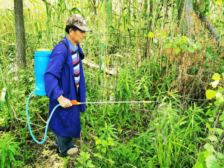 『』扬州喷农药围剿一枝黄花，市民采摘野菜时提防农药中毒