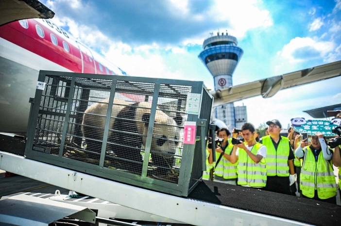 |两只大熊猫空降扬泰国际机场 坐车前往盐城大丰港动物园