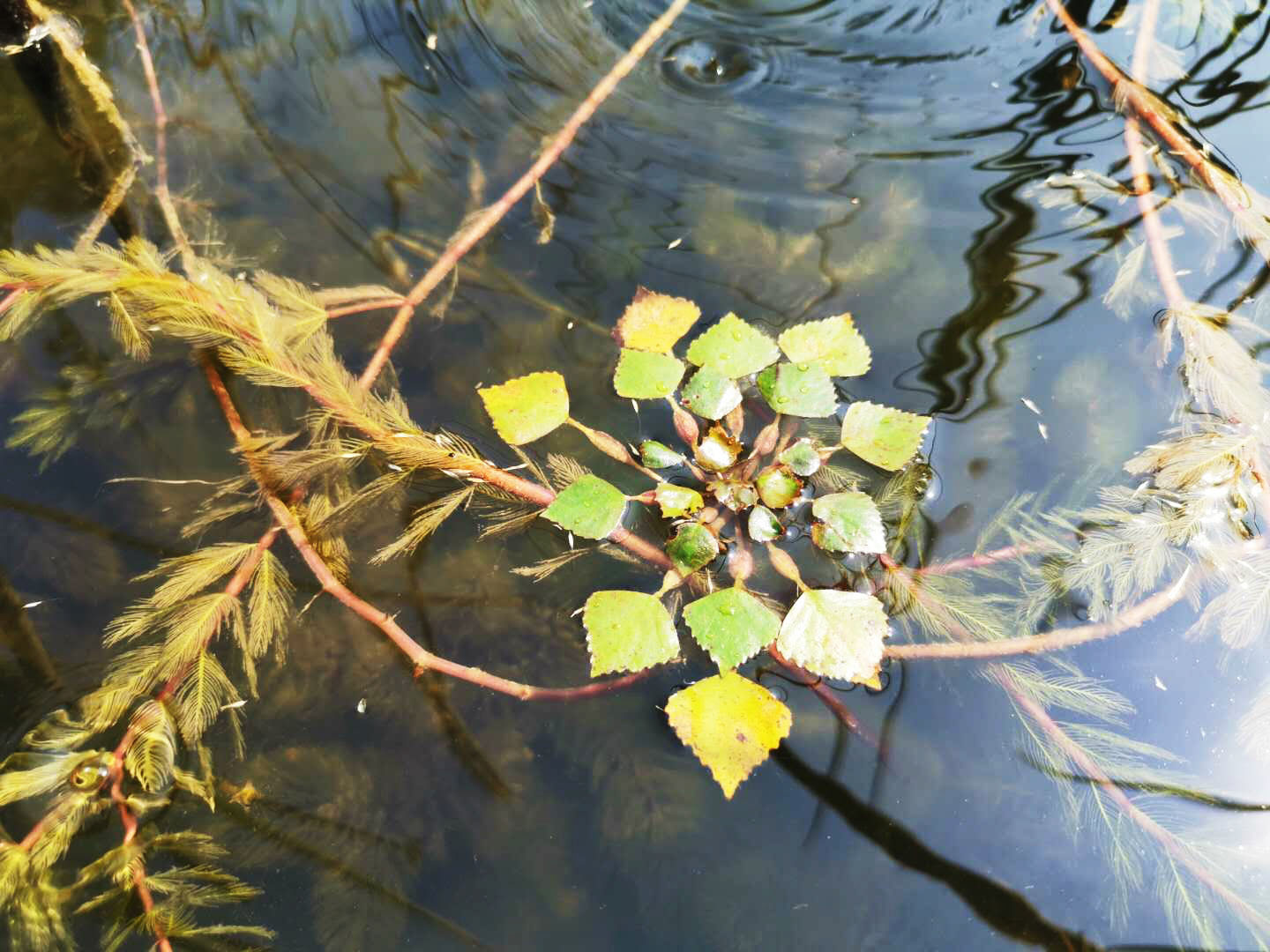 |扬州这些“国保”野生植物 好“低调”！您见过没？