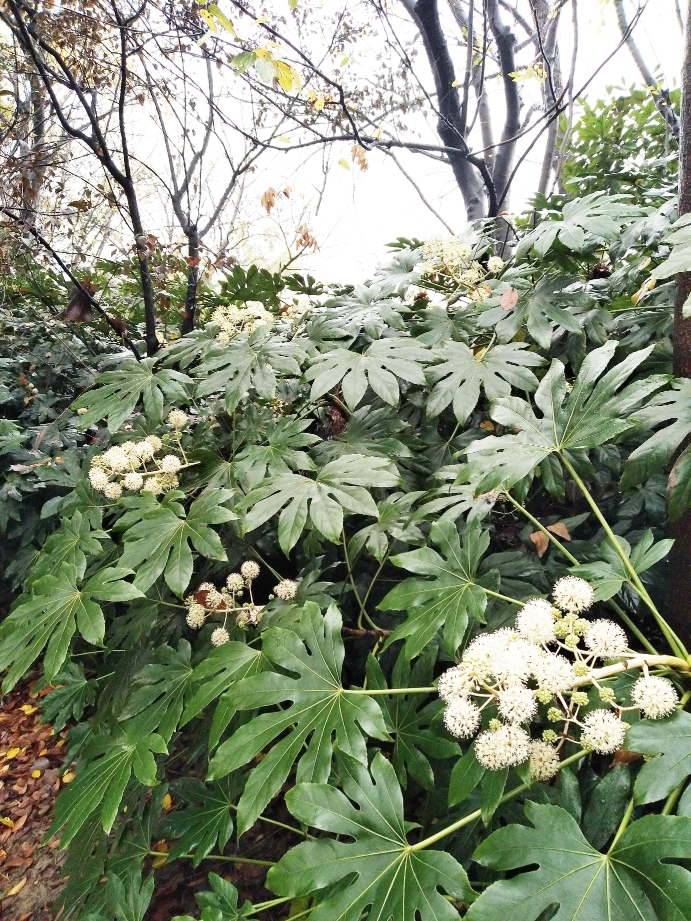 |天冷，正是它盛开的时节 八角金盘到底有几个角