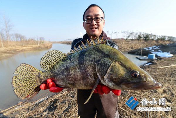盐城一市民捕获野生大鳜鱼 长67厘米重10.3斤
