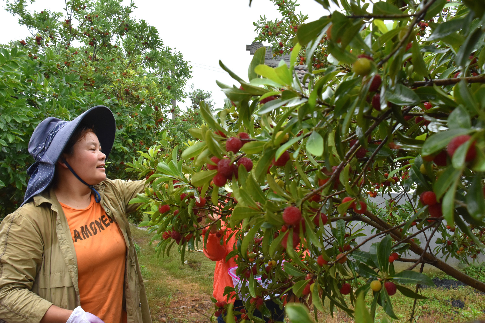 常州 > 正文产业园区现已建成果品基地3500多亩,种植桃,梨,枇杷,杨梅