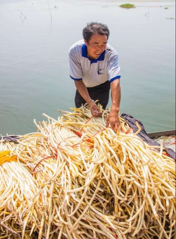 从“靠天吃饭”到“靠水致富” 看村支书的“水上致富经”