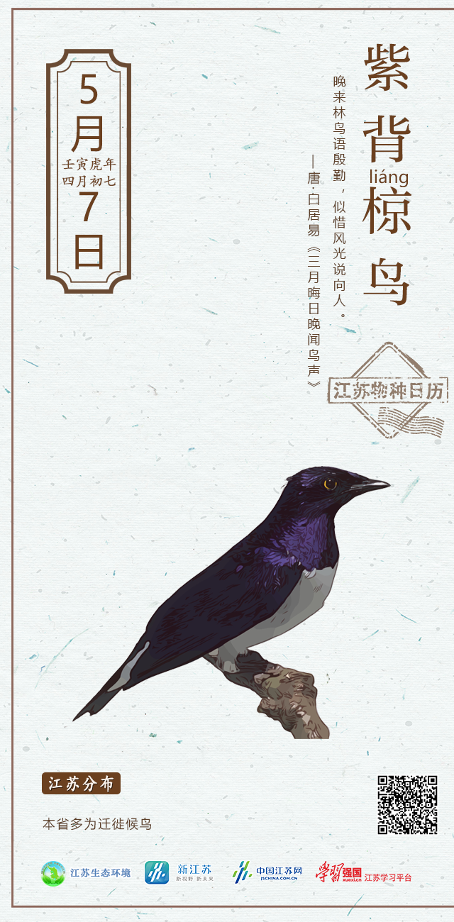 0507紫背椋鸟.png