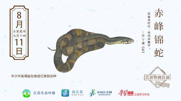 赤峰锦蛇 横版.png