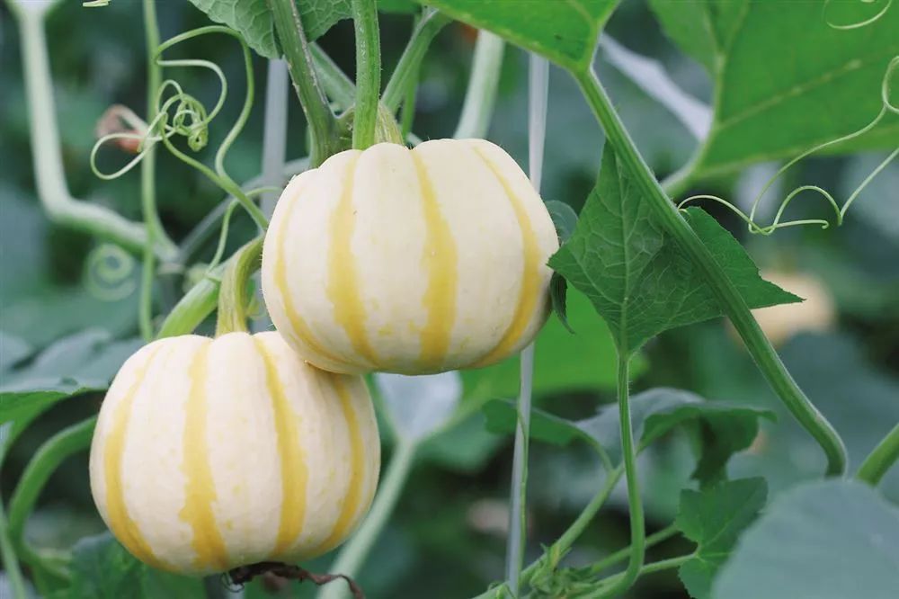 现在可以种玉米和香瓜吗 W020220524620960042120.jpg