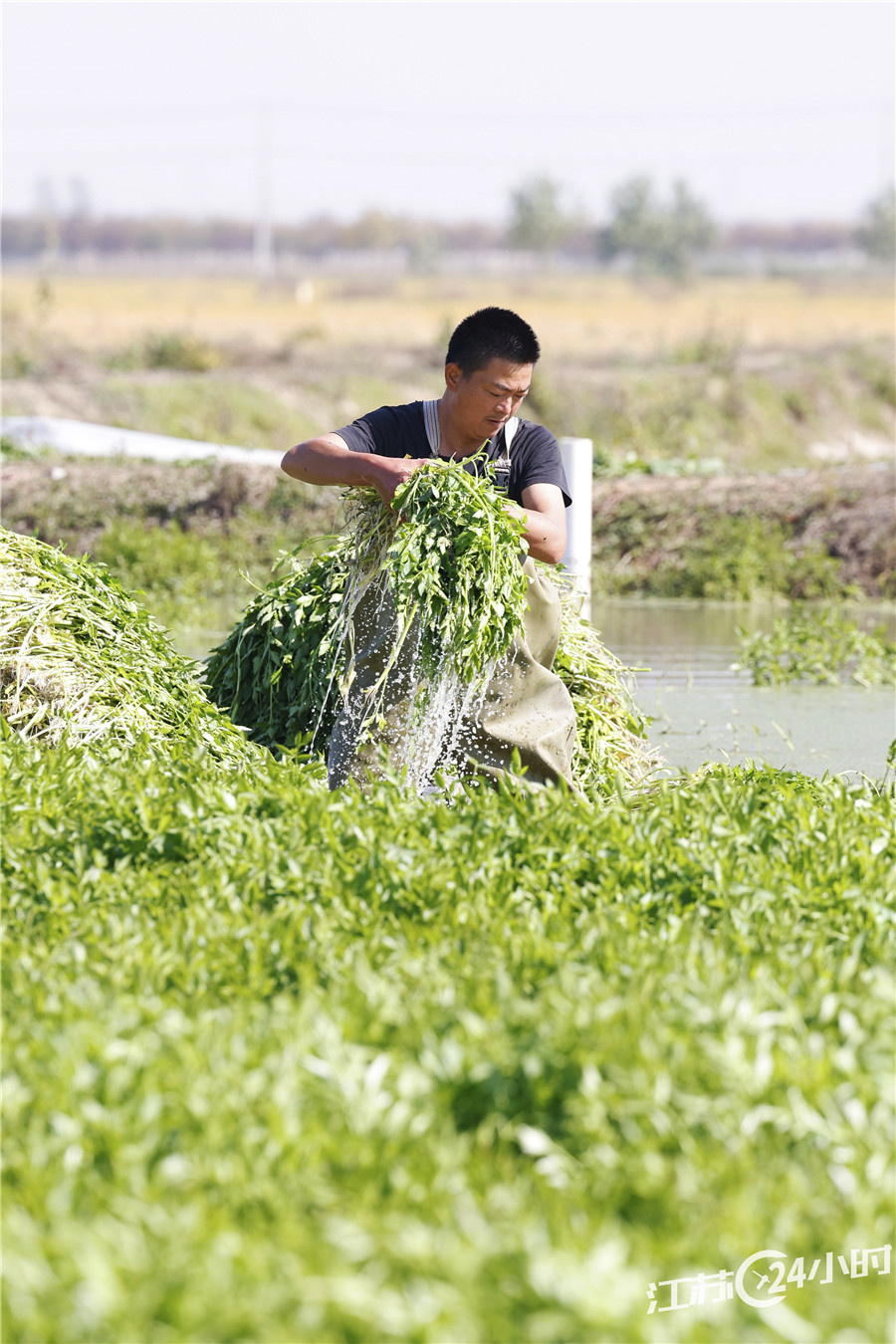 种植水芹每亩收益8000元