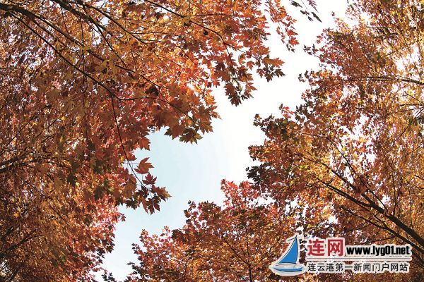 cw05a08å¶å­cw05a08çå¥æ°æ