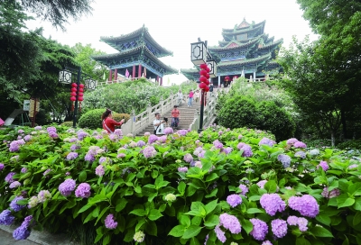 南京阅江楼景区绣球花盛开