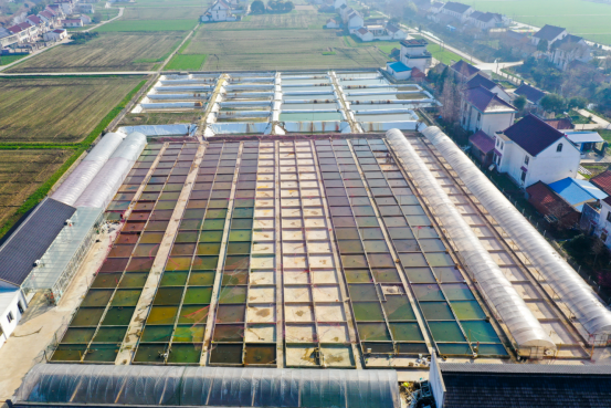 如皋东陈镇装上金引擎打造现代农业兴篇章