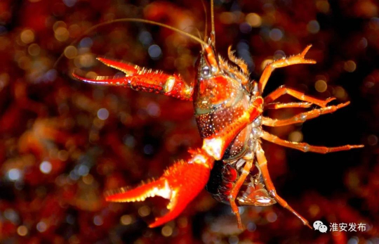 淮味千年|独树一帜蒜泥香,金湖龙虾"白腹美"!