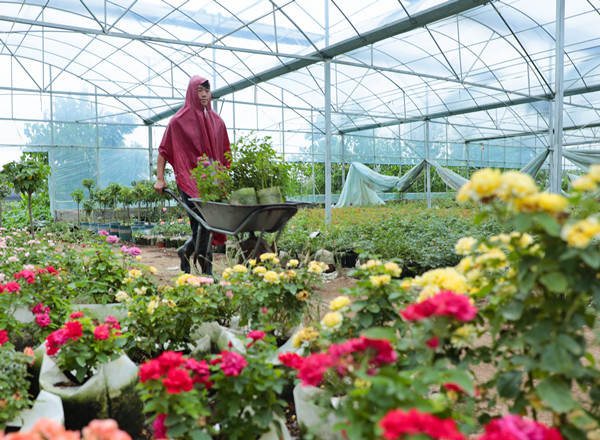 沭阳:夏季花木生产不降温_中国江苏网