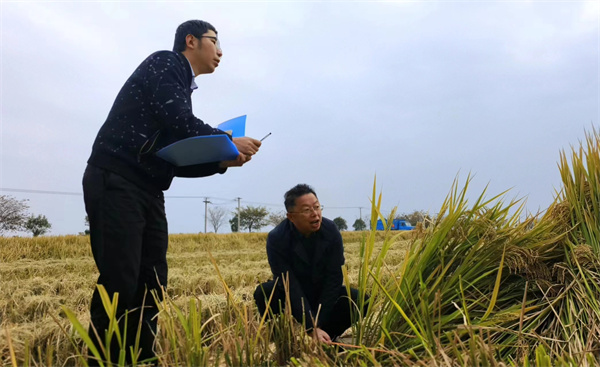 沭阳：“沭优1号”麦茬杂交水稻亩产1101.6公斤，创全省麦茬杂交水稻单产历史新高_中国江苏网