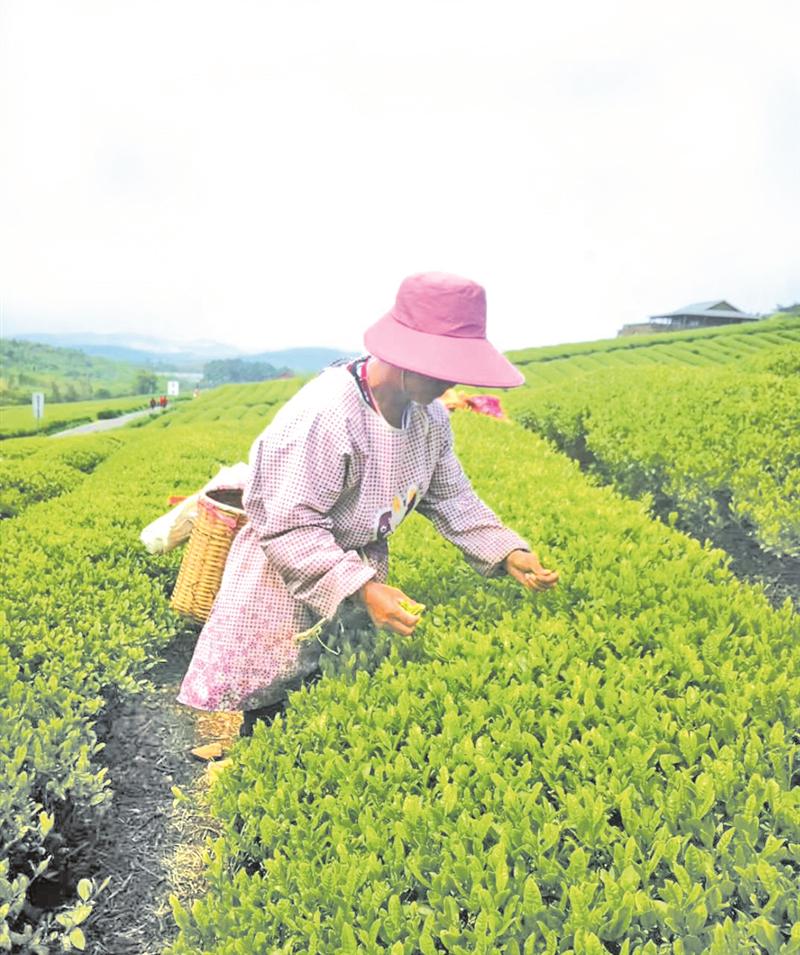 无锡本地新茶开启头采_中国江苏网